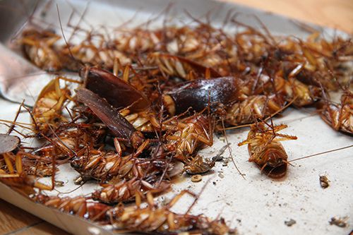 Phun thuốc diệt côn trùng tại TP Vinh Nghệ An